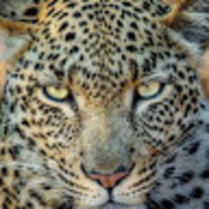 Meet your Posher, Cheryl